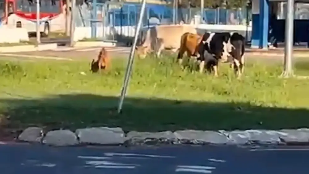 Animais soltos causam alerta no Terminal Guaicurus