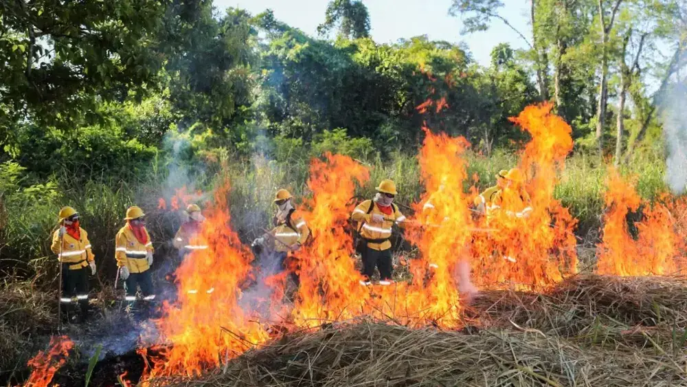 Brigadas do Pantanal aprendem a usar fogo para prevenir incêndios