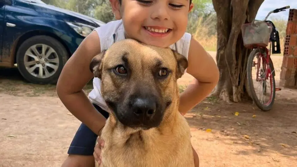 Cachorro atacado por pitbull precisa de doador urgente de sangue