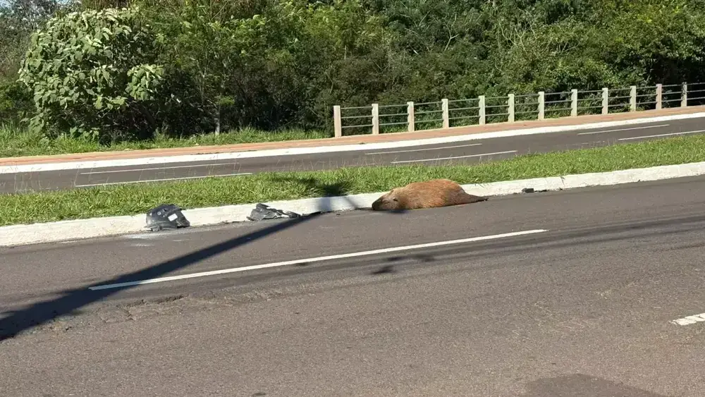 Capivara é encontrada morta atropelada em avenida de Campo Grande