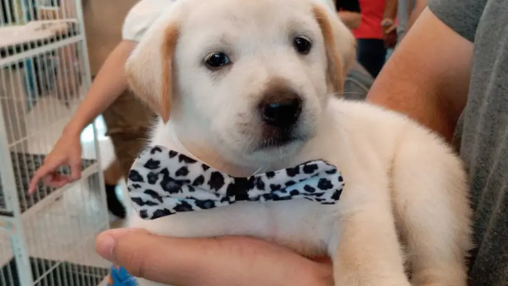 Pet shop é condenado por vender labrador "fake