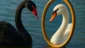 Cisne Negro: O Truque de Espelho Que Enganou Seus Olhos!