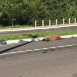 Capivara é encontrada morta atropelada em avenida de Campo Grande