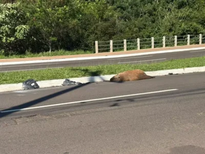 Capivara é encontrada morta atropelada em avenida de Campo Grande