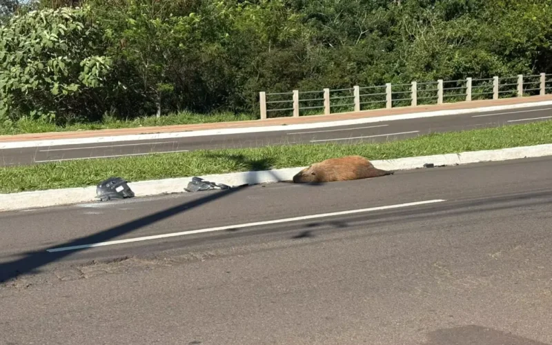 Capivara é encontrada morta atropelada em avenida de Campo Grande