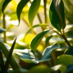 Os lotófagos e a planta que fazia os marinheiros esquecerem tudo